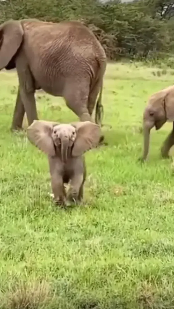 Baby Elephant