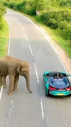 Elephants are people too .. admiring a car along the way⛰🐘🏎