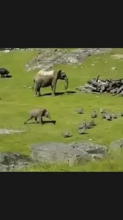 adorable little elephant playing with ducks 😍
