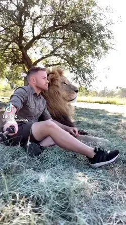 Lions are so beautiful