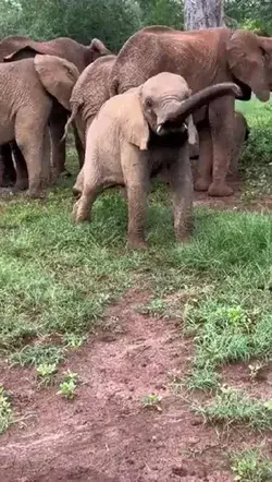 Baby elephant showing his telant