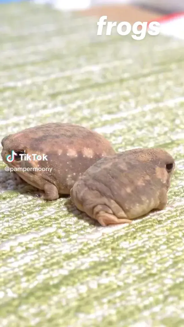 frogs