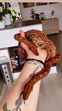 🧡🐍🧡