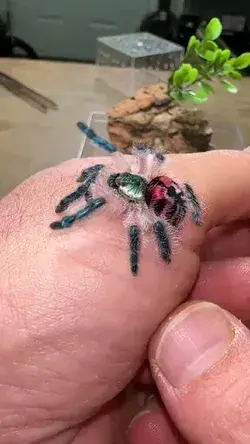 The cutest Tarantuala!!