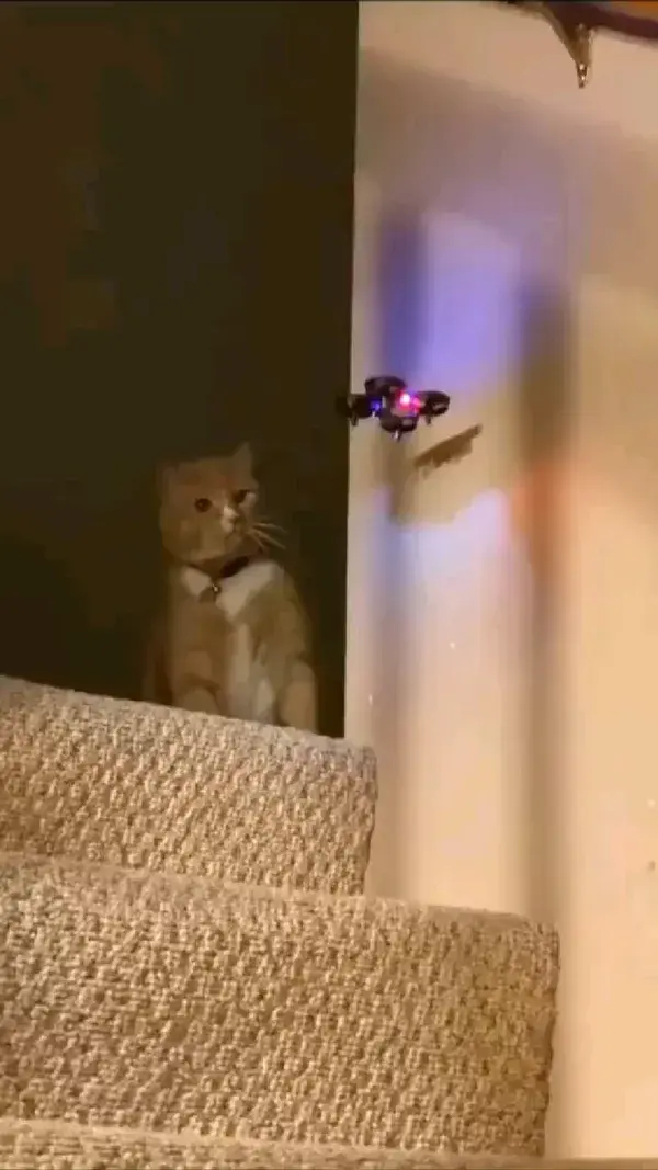 Cat vs Drone 😄😆 #wildlife #cat #cutecat #funnycat #kitten #cutekitten #puppy