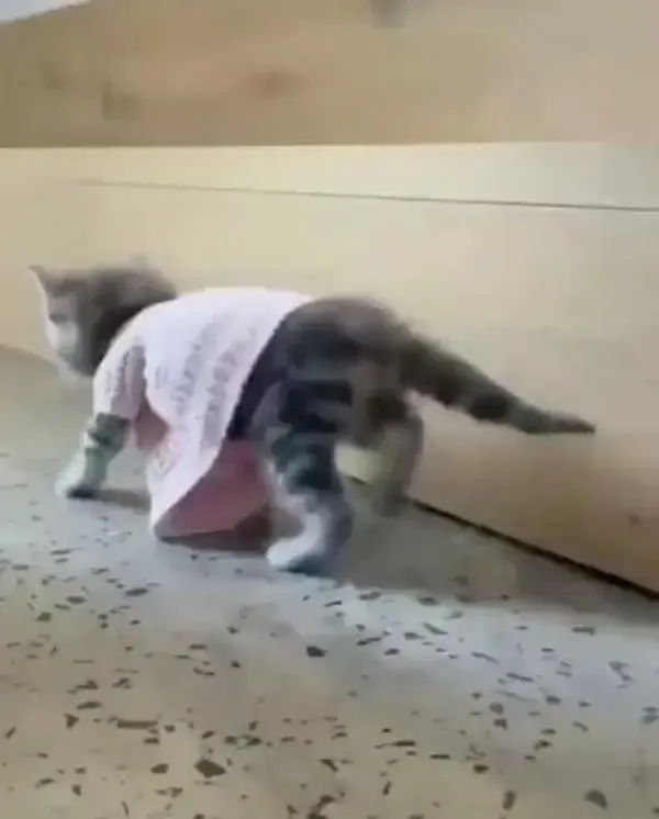 #cat #cats #catcute #animals #kitten #babycats #funnycatvideos  #funnykittens #babyanimals #255