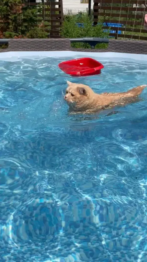 Adorable British Shorthair Cat Enjoys a Refreshing Swim: Fluffy Fun in the Water! 🐱🏊‍♀️