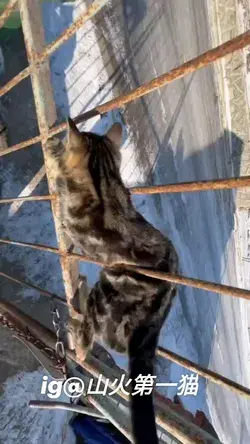 crazy kitty showing off some mad skills weaving between the metal bard / comedy cat videos
