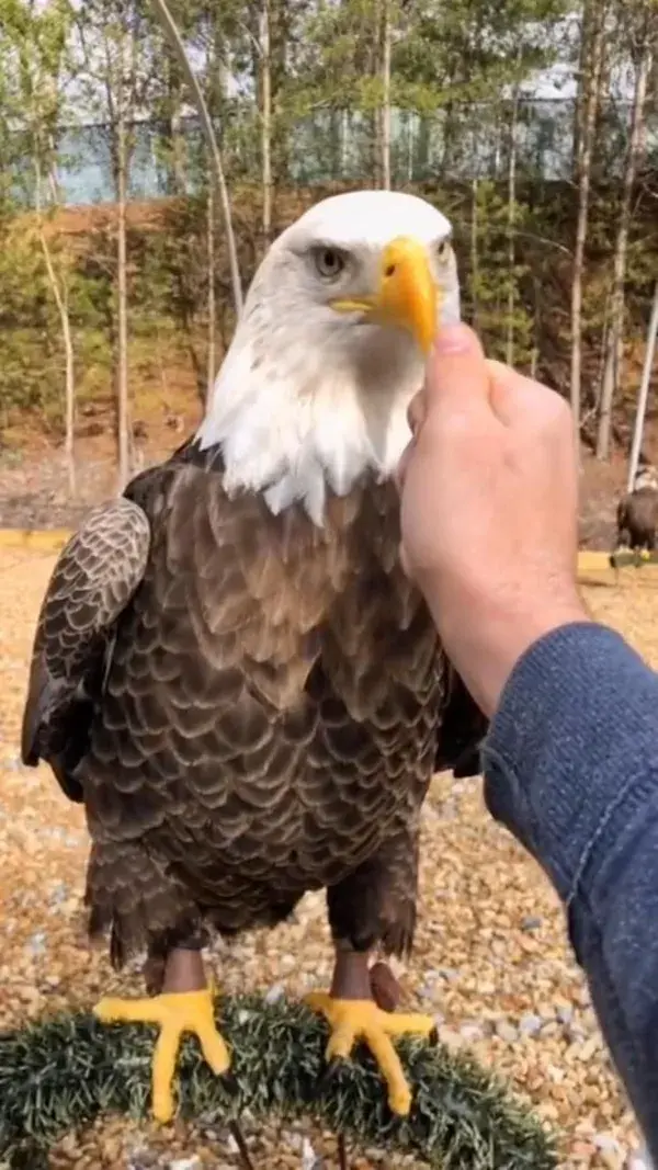 Eagle