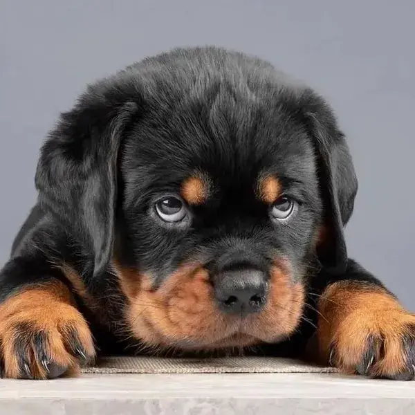 Rottweiler Fun Facts: Surprising Tidbits About the Breed