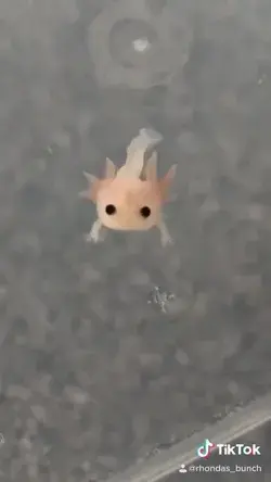 Never thought you would find love until you found this baby axolotl