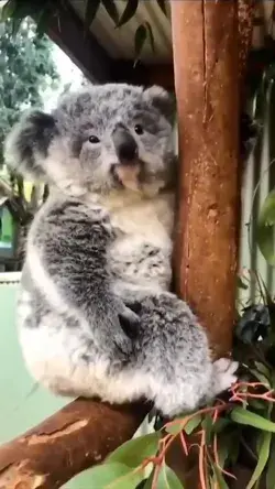 Cute koala winking!