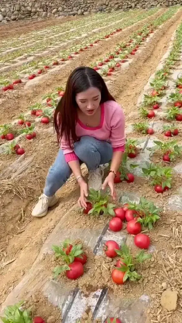 tomato farming