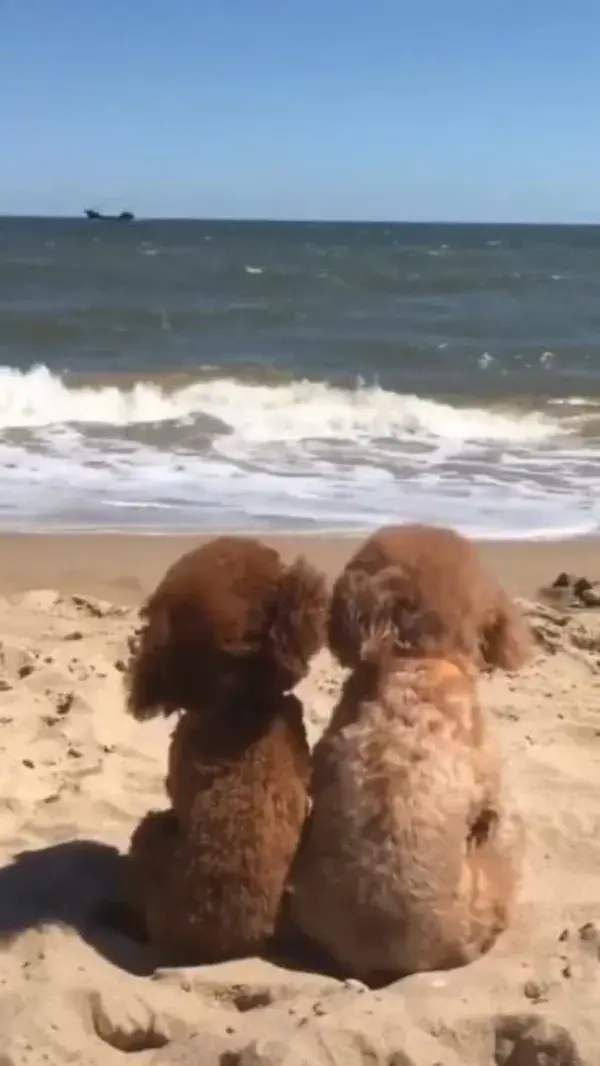 Cute Puppies at Beach