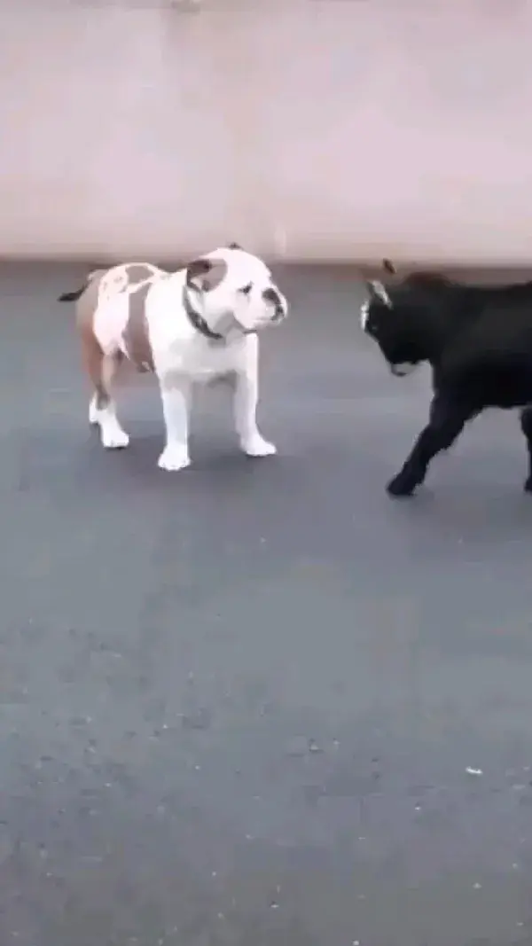 #dog #cute #fight