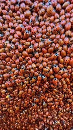 Have you ever seen this many ladybugs? 🐞 during mating season in the Sierras.  National Geographic