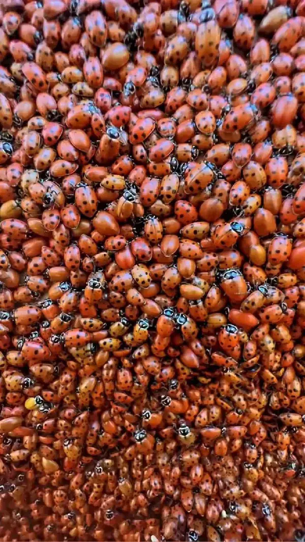 Have you ever seen this many ladybugs? 🐞 during mating season in the Sierras.  National Geographic