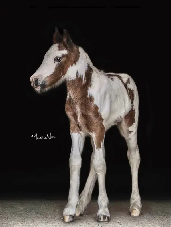 Gypsy Vanner Filly, Ida Mae