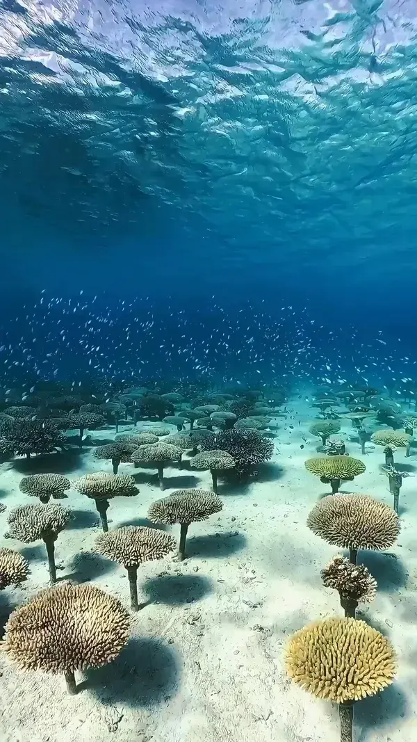 Coral forest 🌳