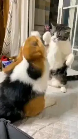 Cat and Dog dojng fight ❤️