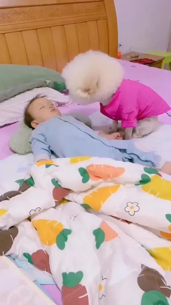 Dog pet to take care of the little baby with love