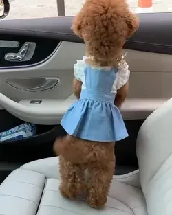 Cutest Poodle Puppy