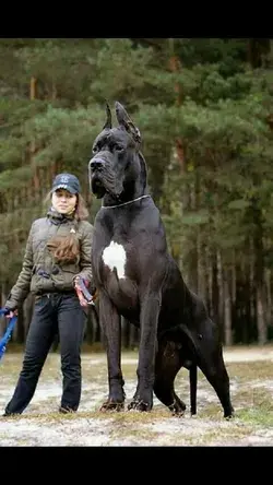 Big Dogs | Big Dogs Lovers | Pet Lovers