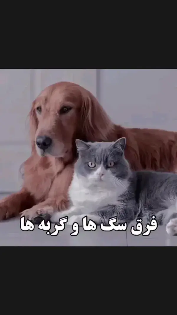 فرق سگ و گربه🐱🐶