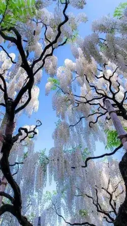 trees. garden. hanging plants. white leaves. blue sky.