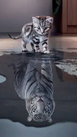 🫶🏽🐯🤍