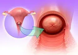 The Cervix: Functions, Anatomy, and Reproductive Health