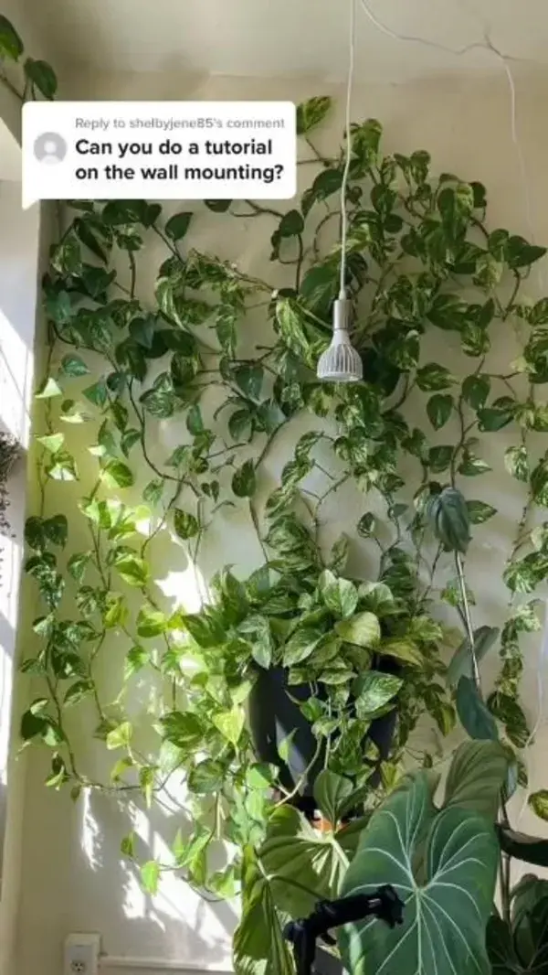 Attaching Pothos To Wall