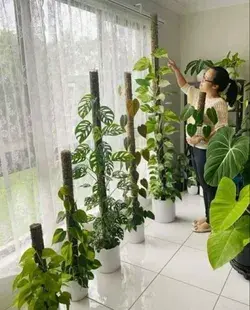 monstera, pothos, philodendrons