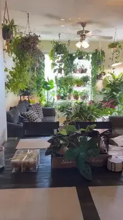 Indoor plants decor
