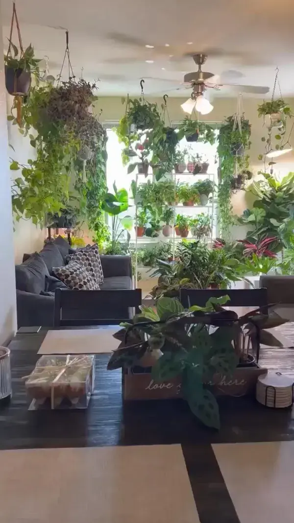 Indoor plants decor