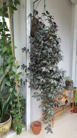 Balcony Garden Web