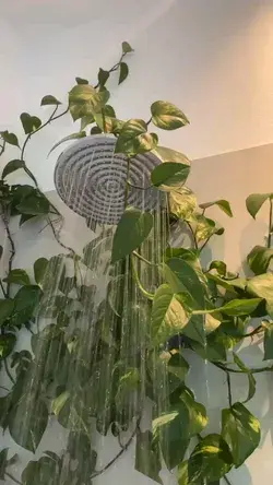 best bathroom plant idea