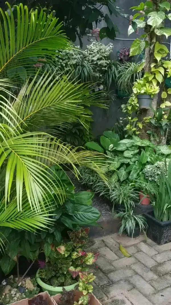 My Garden