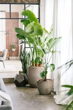 Indoor Plants 🪴