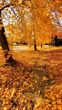 Vibrant Yellow of autumn 🍂