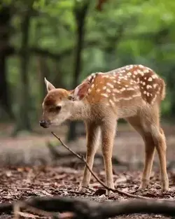 #fawn #deer #deerhunting #wildlife #nature #whitetail #bowhunting #babyanimals #outdoors #jungle #de