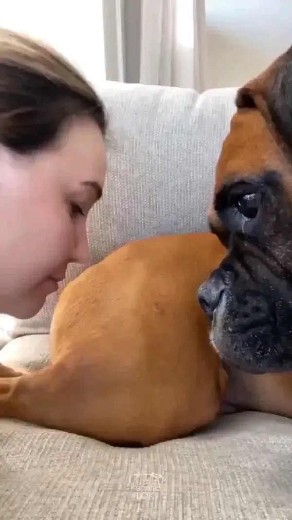 NOM NOM NOM - Little Boxer Loki