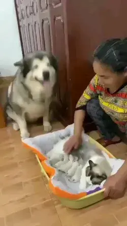 funny dog wants to touch the kittens so cute 😍😍😍