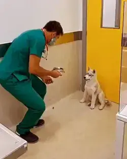 How to vaccinate a Wolf 🐺🤩 ➖ Tag someone who need to see this ❤️