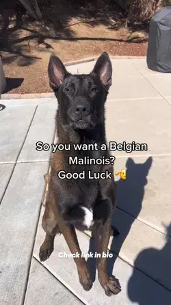 Belgian malinois