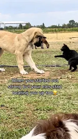 Ranch manager Luna cat schools puppy Judge on good manners😂 #puppy #cat #farm