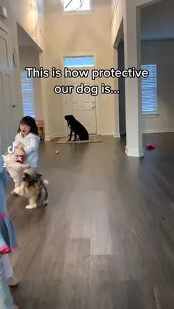 Dog Protecting Family