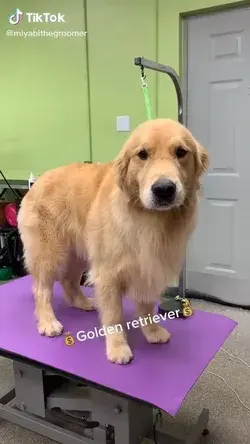 Dog Grooming