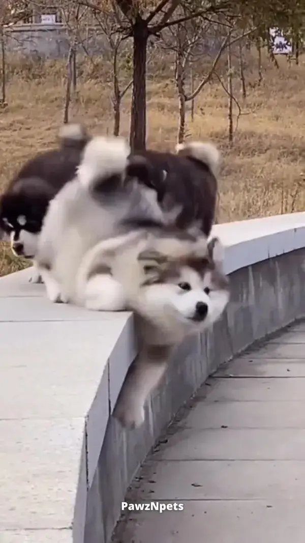 Cute Alaskan Puppies!