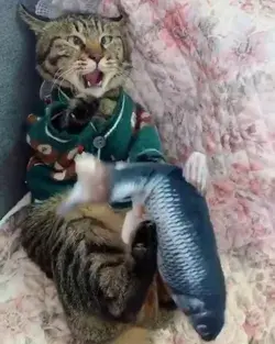 Funny Cats Playing Toy Can’t Stop Laughing Videos